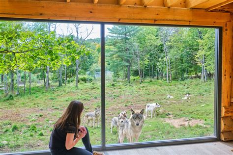 parc omega quebec canada wolf cabin|glass cabin surrounded by wolves.